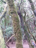 Moose an den Bäumen