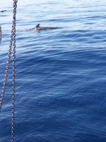 nah am Schiff - Delphine