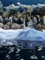 Pinguinenwelt
