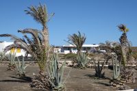 Pedro Barba auf Graciosa