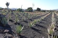 Aloe Vera Farm 