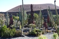 Cactusgarten 