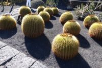 Cactusgarten 