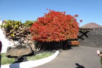 Fondation Cesar Manrique