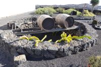 Bodega El Grifo - Garten