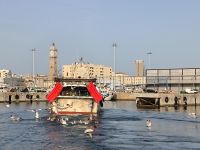 Barcelona. Segeltour, Raubtiermöwenfütterung