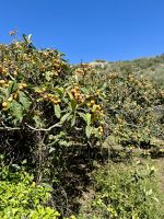 Mispeln - spanisch Nísperos - überall am Wegesrand