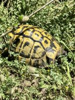 Die griechische Landschildkröte lebt hier