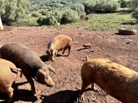 Schweinerei bei der Käserei Sa Roqueta 