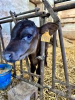 Bauernhof & Käserei