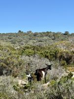 Tierische Wegbegleiter - Natur pur