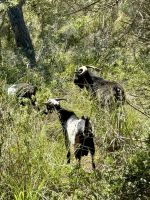 Frei lebende Ziegen sieht und hört man des öfteren