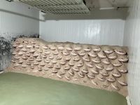 Spanien, Montánchez, Einsalzung des Schinkens