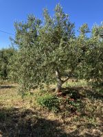Spanien, Hacienda Basilippo. Olivenölplantage