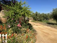 Spanien, Hacienda Basilippo. Olivenölplantage