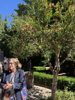 Spanien, Granada, mit Concha in der Alhambra unterwegs