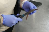 die Sardellen werden frisiert