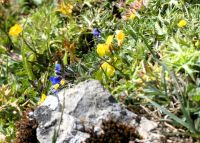 blau blüht der Enzian