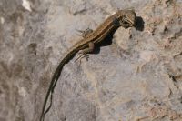 kleine Eidechse am Wegesrand