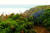 Vegetation am Kathedralstrand