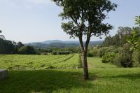 Galizische Weinberge