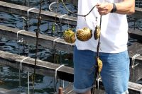 Zucht von Jakobsmuscheln