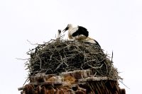 hier sind die Störche heimisch