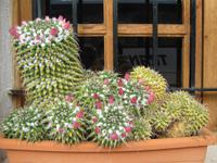 schöner Kaktus in der Vinja Taujana