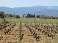 Weinfelder in Santa Eugenia