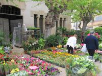 Pflanzenstand in Sineu