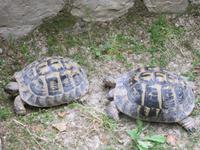 Schildkrötenpärchen in Els Calderes