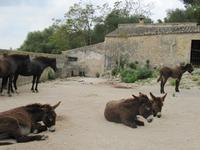 weitere Bewohner von Els Caldres