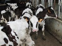 Kälbchenzucht in Subaida