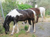 die PferdeKuh von Alfabia