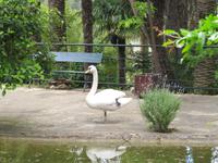 Bewohner der Gärten Alfabia's