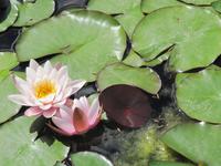 Seerosen auf der Finca Can Ai