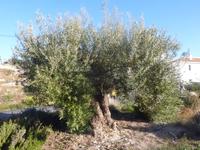 Olivenbaum vorm Hotel