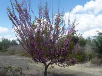 Via Verde del Aceite