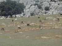 Bergtour Ronda-El Burgo