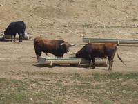 entlang der Via Verde de la Sierra