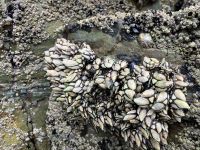 Spanien, Ribadeo, Kathedralenstrand, Entenfussmuscheln