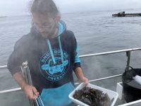 Spanien, Galicien, Verkostung der Muscheln