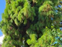 Pinie/Es Migjorn Gran/Menorca/Balearen