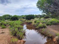 Cami de Cavalls Cala Tirant - Cala de Cavallería/Menorca/Balearen