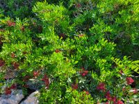 Camí de Cavalls Cala en Porter - Cala Llucalari/Feuerdorn/Menorca/Balearen