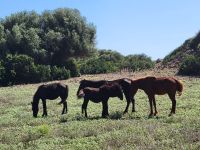 Camí de Cavalls/S'Albufera des Grau/schwarze Hengste/Menorca/Balearen