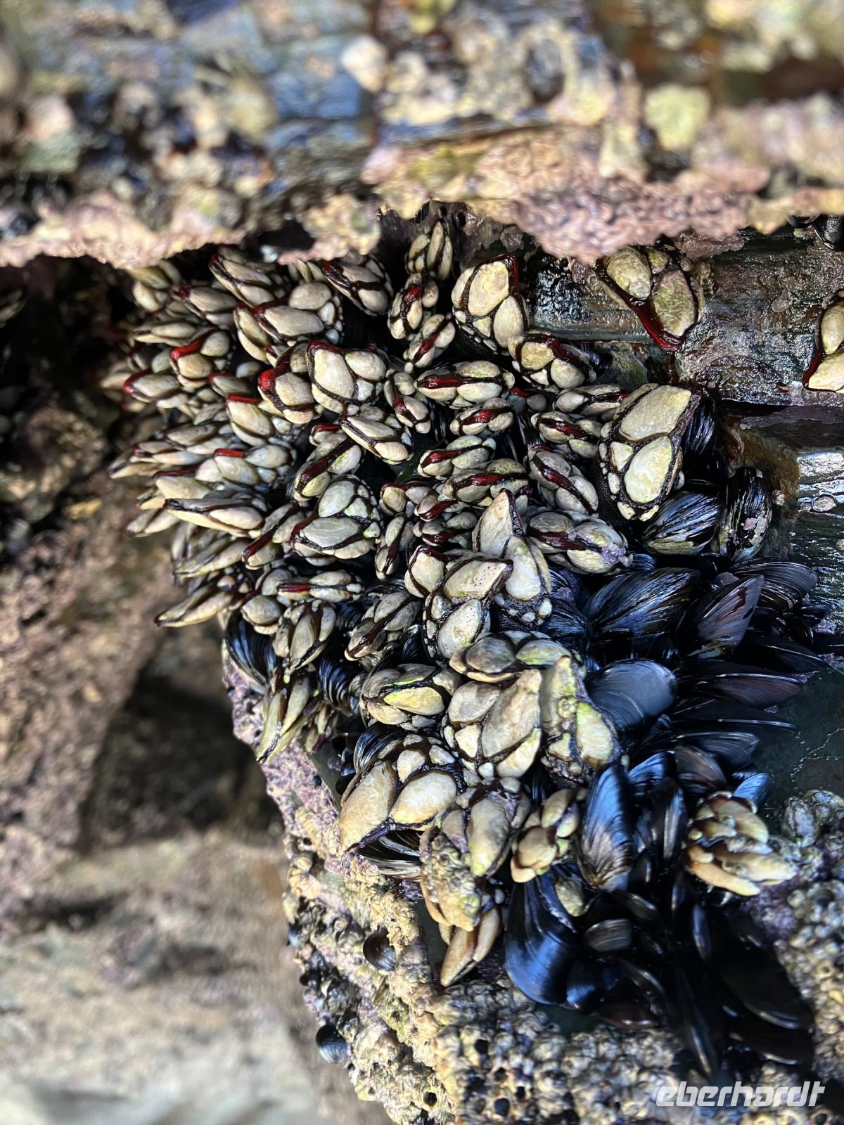 Nordspanien, Galicien, Kathedralenstrand