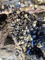 Nordspanien, Galicien, Kathedralenstrand