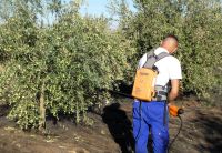 Auf der Olivenöl-Hacienda Basilippo