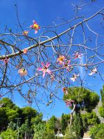 Blüten des Kapokbaums